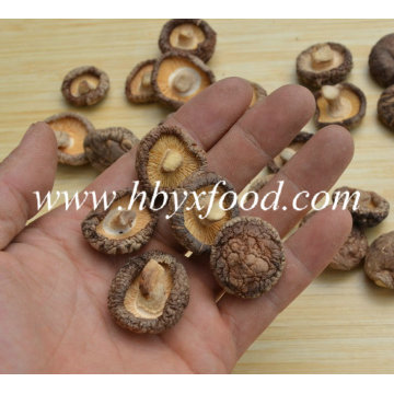 Fábrica de Nutrição Smooth Shiitake Mushroom